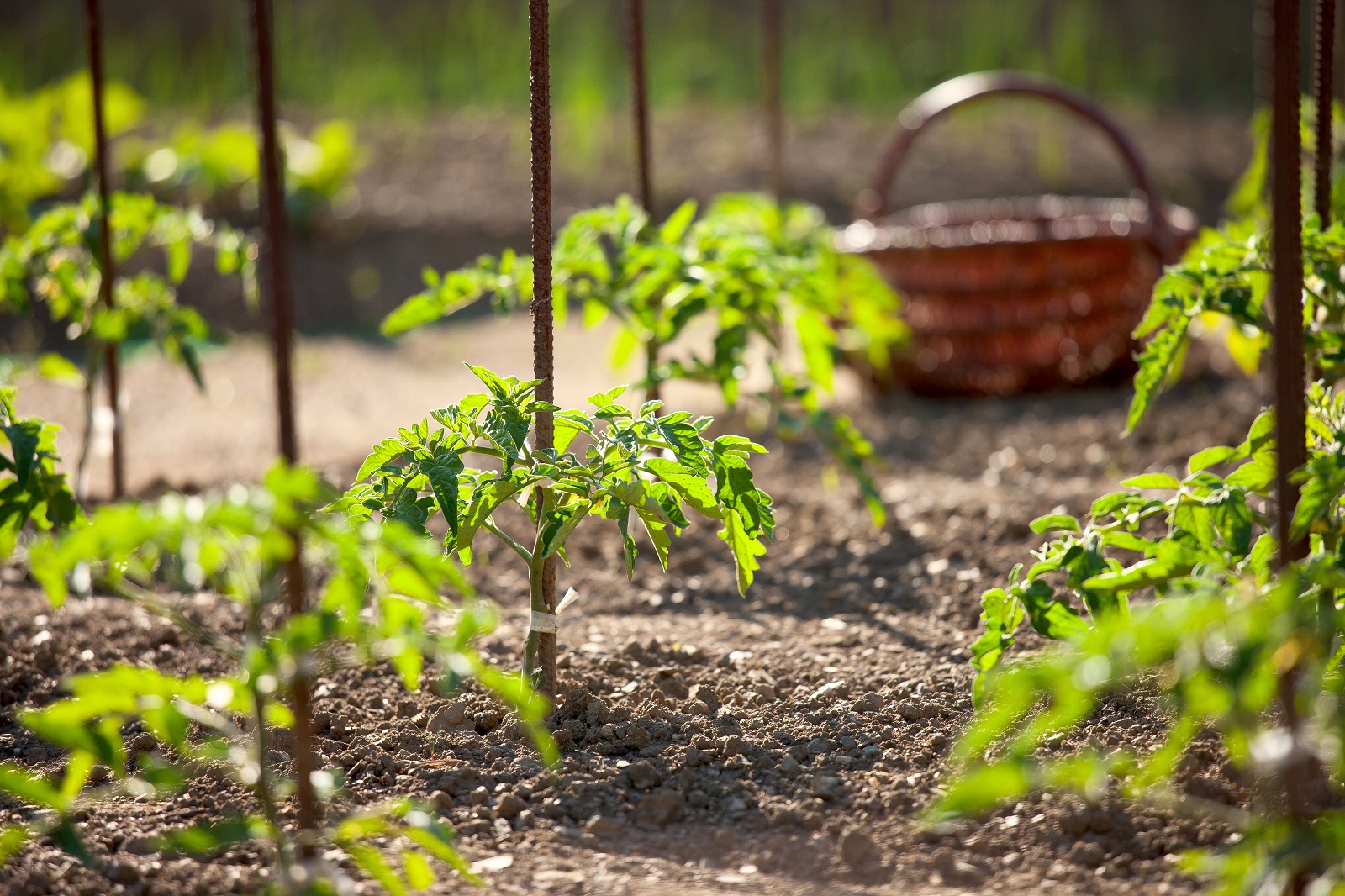 Le tuteurage des pieds de tomates est indispensable. © Thierry RYO, Adobe Stock